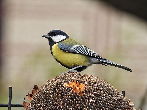 Mésange charbonnière  - Kacper Mikulski