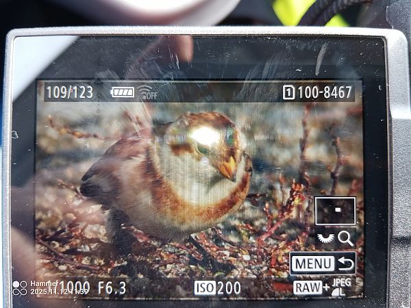 śnieguła  - Eliasz Dziadul