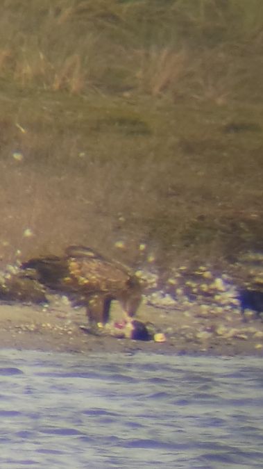 Seeadler  - Tobias Hoppe-Seyler