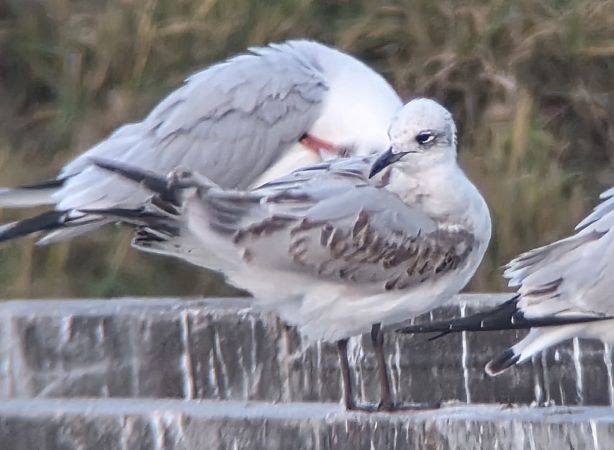 mewa czarnogłowa  - Michał Piotrowski
