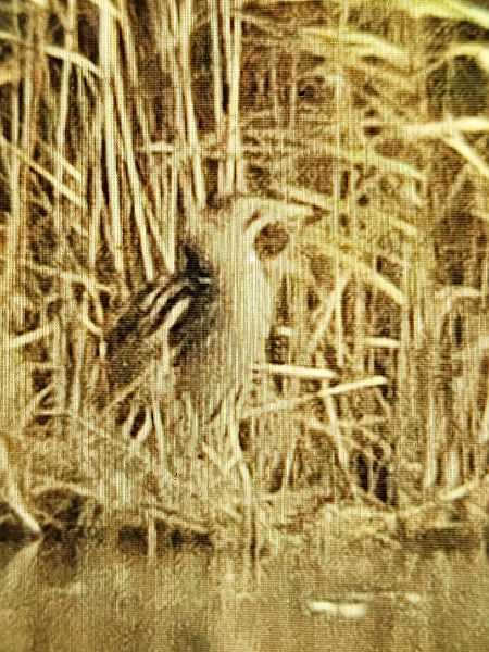 Rohrdommel  - Thomas Böndiz