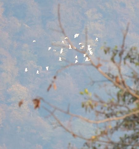 Airone guardabuoi  - Adelfina Aldrovandi