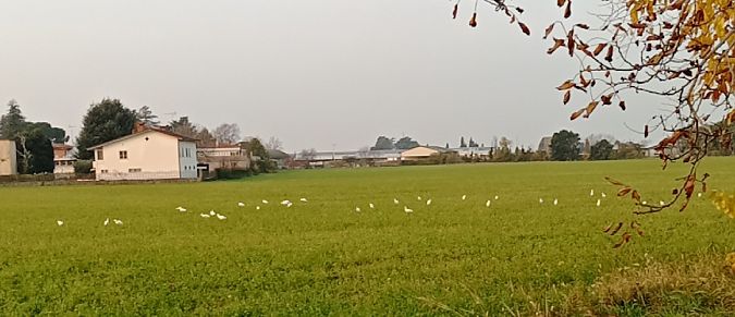 Airone guardabuoi  - Gianpaolo Bragagnini