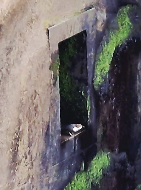 Wasseramsel  - Norman Wagner