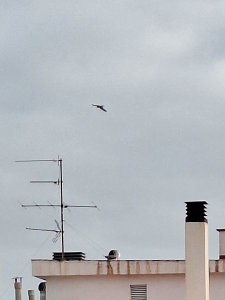 Xoriguer comú  - Anna Sanz Borràs