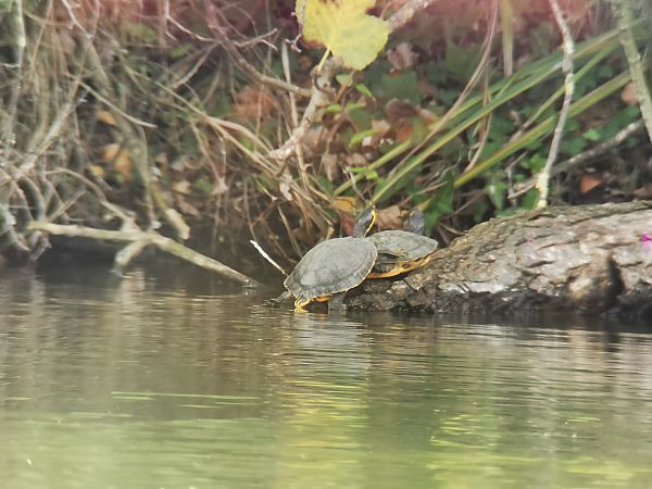Floridako apoarmatu  - Josu Durán