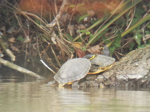 Floridako apoarmatu  - Josu Durán