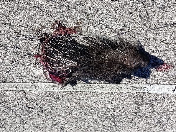 Istrice  - Maurizio Marrese