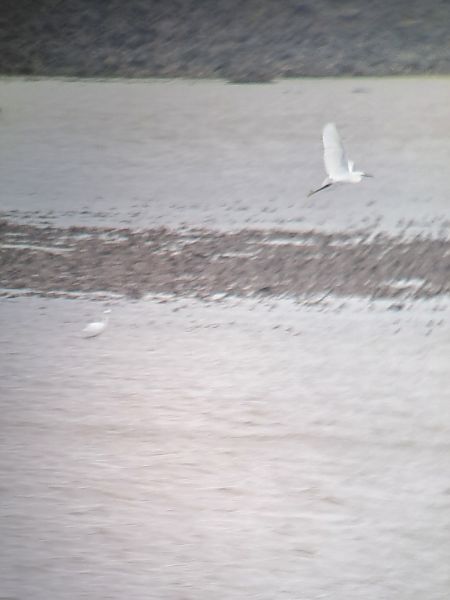 Seidenreiher  - David Kaliss