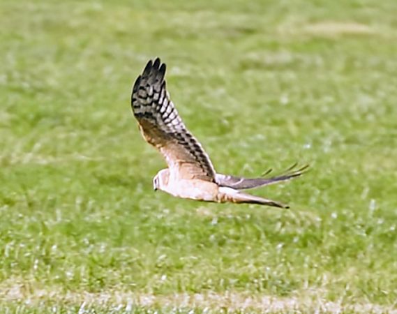 Steppenweihe  - Stefan Nolte