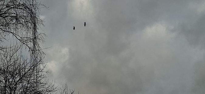 Seeadler  - Alexandra Schnack