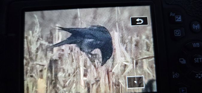 Ibrido Cornacchia nera x grigia  - Pietro Zamò