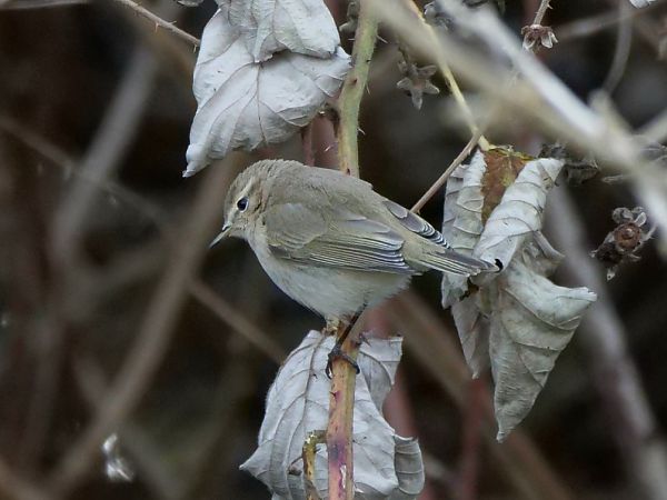 Zilpzalp (ssp. tristis), Taigazilpzalp  - Elisabeth Haseloff