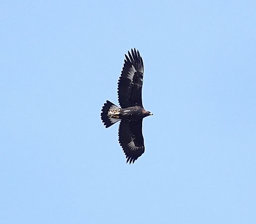 Aigle royal  - Massimo Maldifassi
