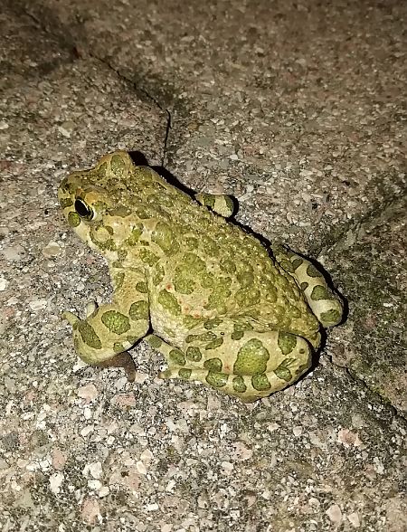 Rospo smeraldino (tutte le specie)  - Massimo Bozza