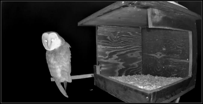 Barbagianni  - Giuseppe Di Lieto