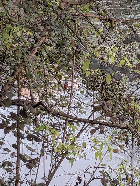 Eisvogel  - Justin Möckl