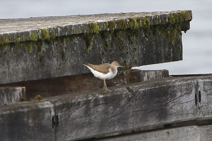 Flussuferläufer  - Wolfgang Bühler