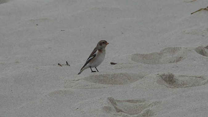 śnieguła  - Jarek Matusiak