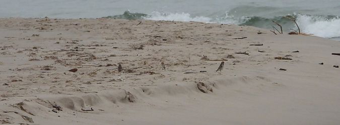 śnieguła  - Jarek Matusiak