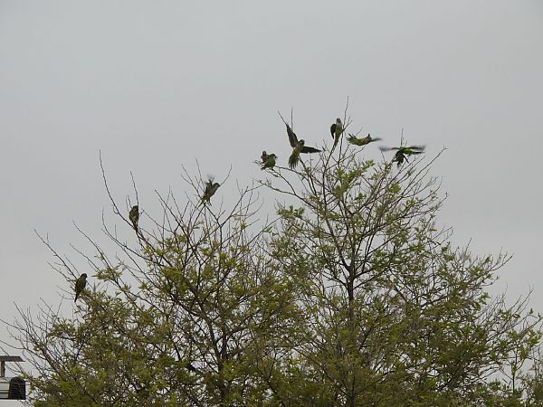 Cotorreta de pit gris  - Joan Pessarrodona