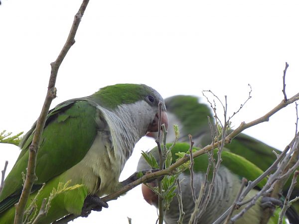 Cotorreta de pit gris  - Joan Pessarrodona
