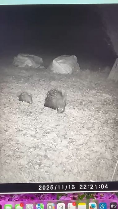 Istrice  - Erika Mero