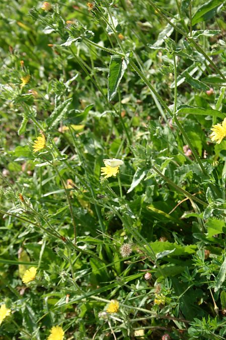 Pieris rapae  - Maialen Mendigutxia