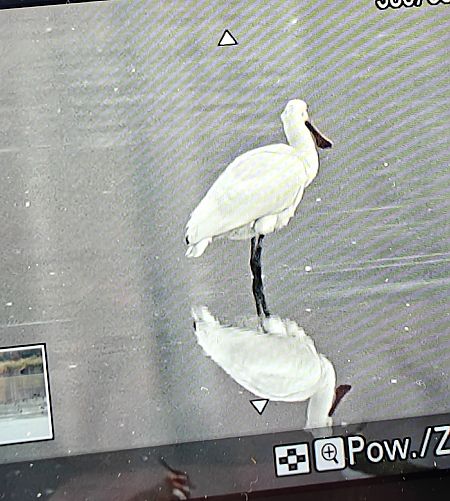 warzęcha  - Dariusz Kolarczyk