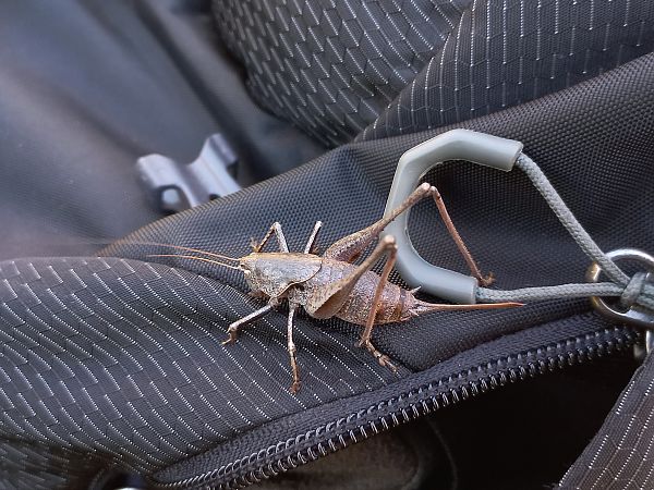 Grill d'arbust cuirassat  - Marc Olivé