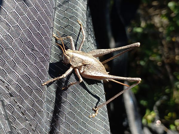 Grill d'arbust cuirassat  - Marc Olivé