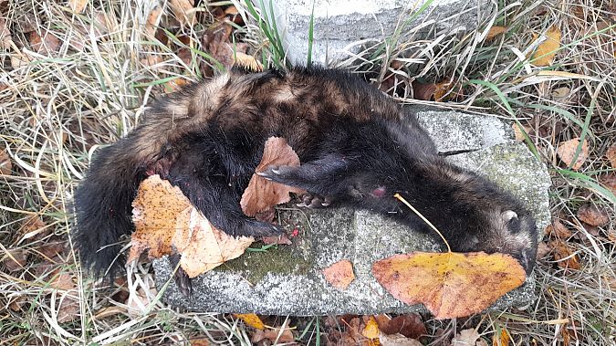 Puzzola  - Maria Rita Lamattina