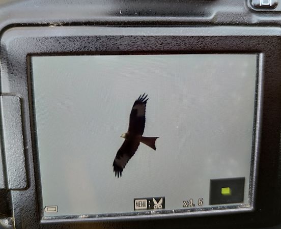 kania ruda  - Michał Kowalczuk