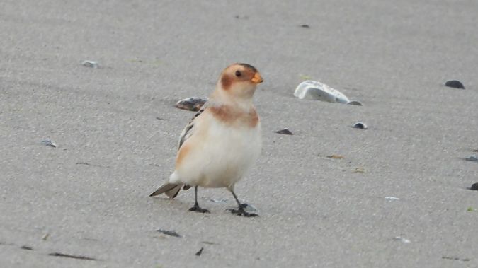 śnieguła  - Jarek Matusiak