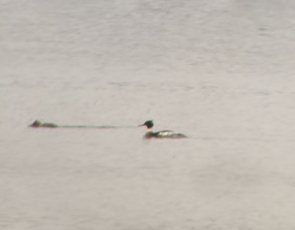 szlachar  - Przemysław Kopacz