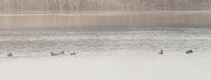 Mittelsäger  - Przemysław Kopacz