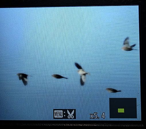 śnieguła  - Robert Locman