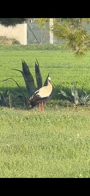 Cicogna bianca  - Gastone Gaiba