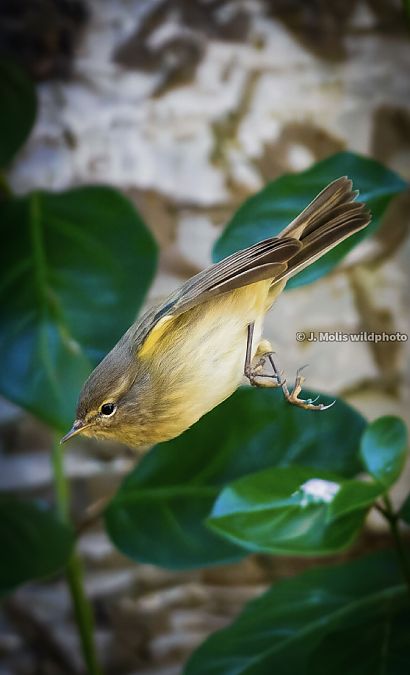 Mosquiter comú  - Jose Molis