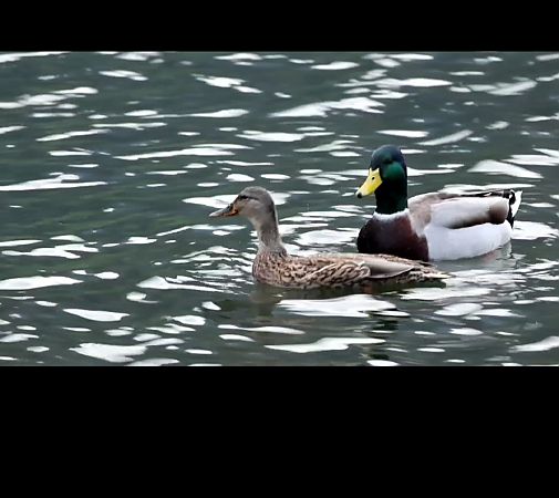 Germano reale  - Adelfina Aldrovandi