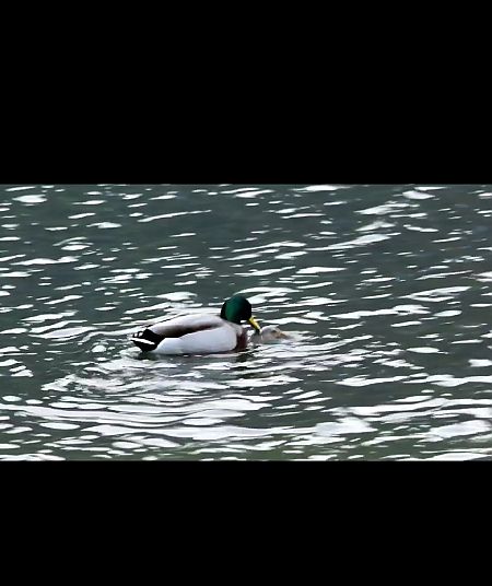 Germano reale  - Adelfina Aldrovandi