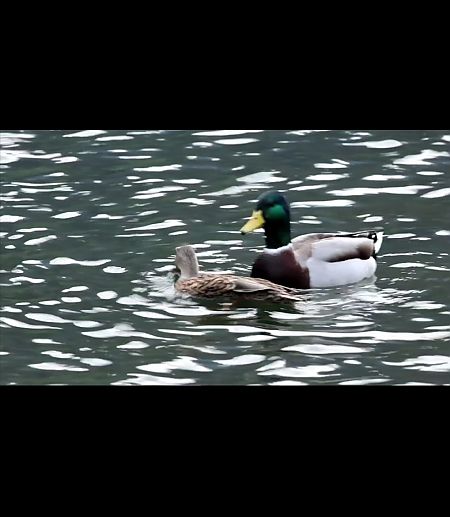 Germano reale  - Adelfina Aldrovandi