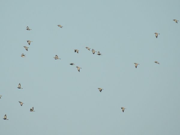 Colombella  - Emanuele Crepet