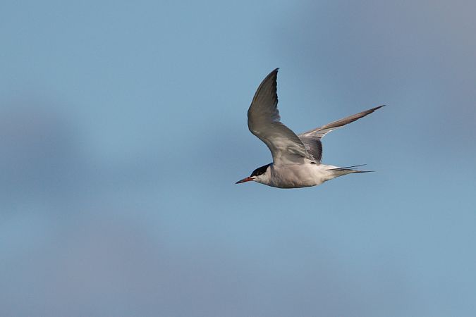 Flussseeschwalbe  - Dawid Kowalski