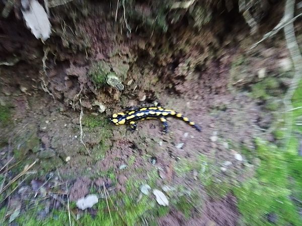 Salamandra comuna  - Marc Mensa Puiggròs