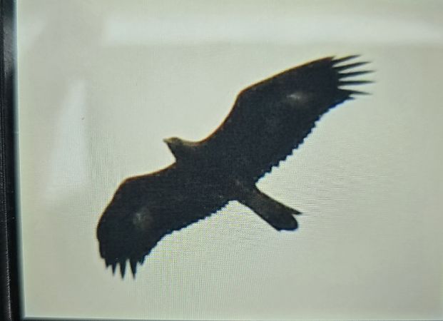 Aigle royal  - Michał Wnuk