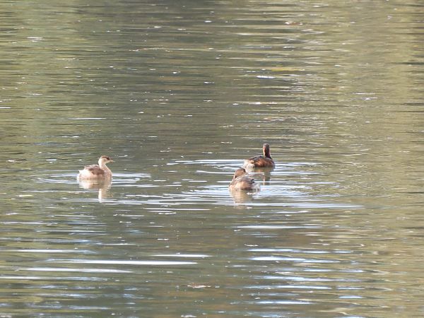 Cabusset  - Joan Pessarrodona