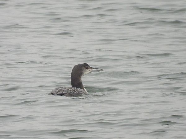 lodowiec  - Natalia Gorczowska
