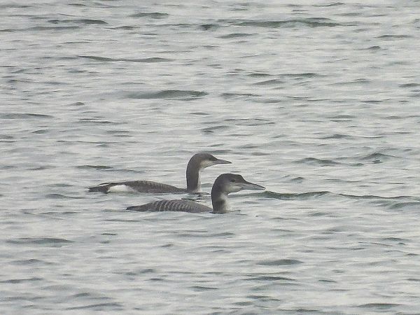 Plongeon imbrin  - Natalia Gorczowska