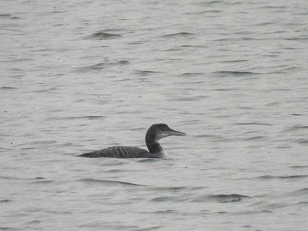 Plongeon imbrin  - Natalia Gorczowska